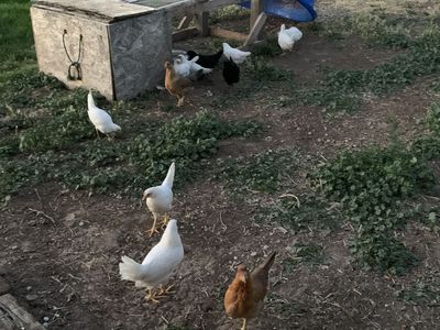 Pullets