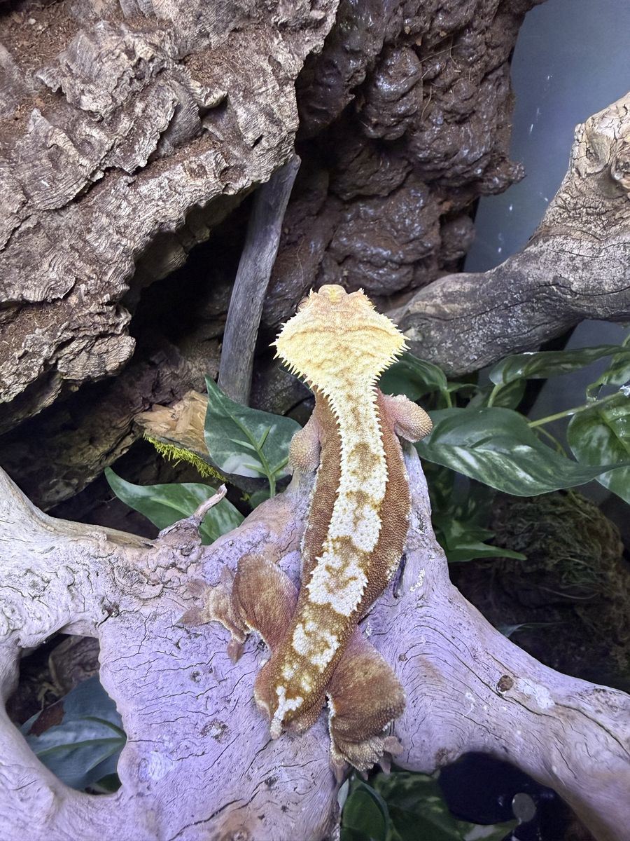 Crested Gecko- RED Adult Male proven