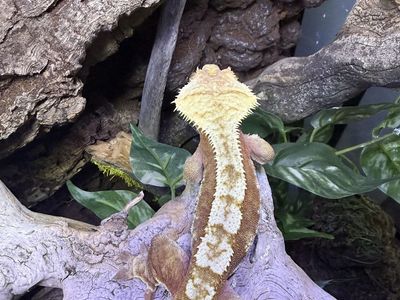 Crested Gecko- RED Adult Male proven