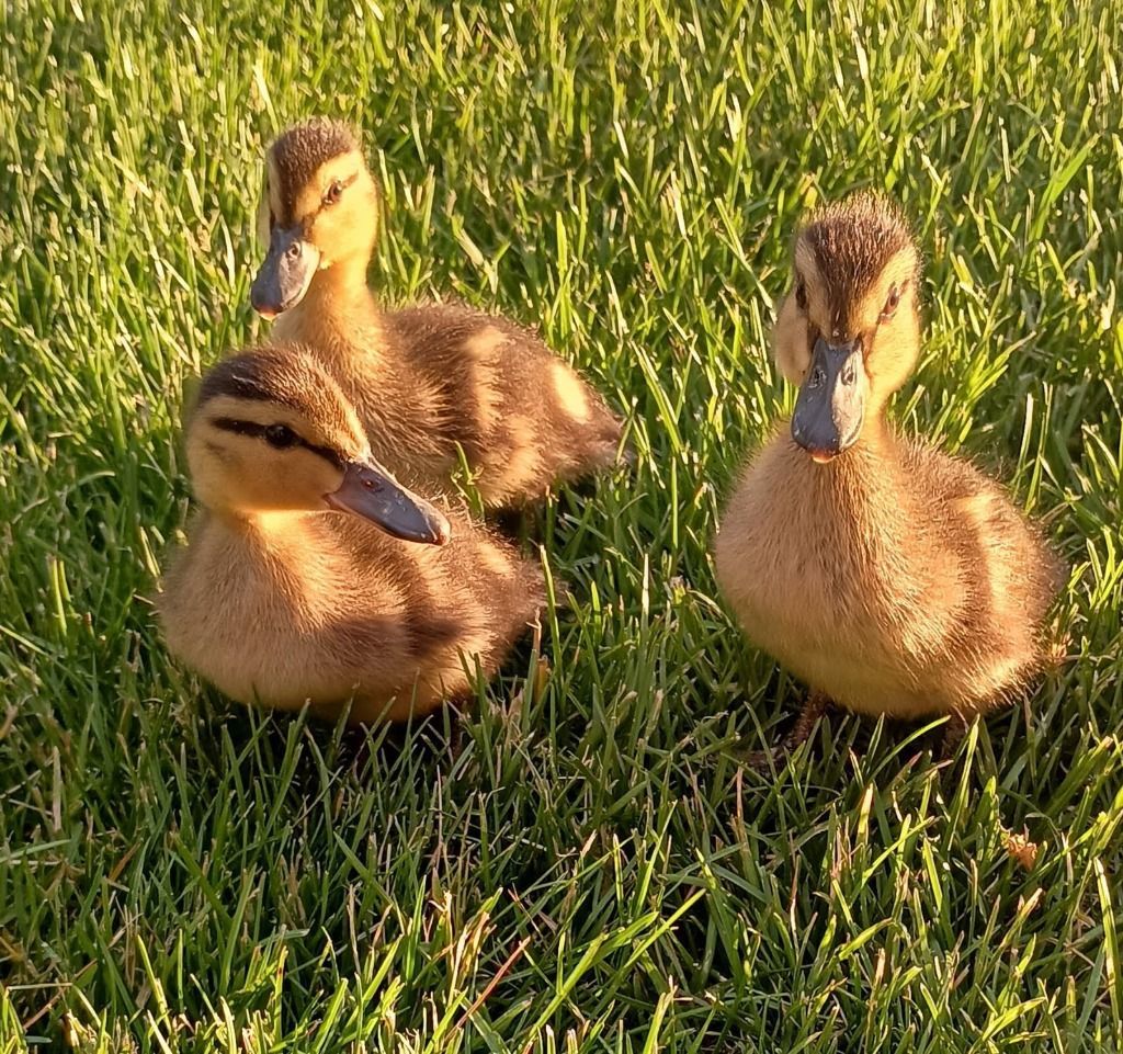Ducklings: Rio, Shadow and Sage