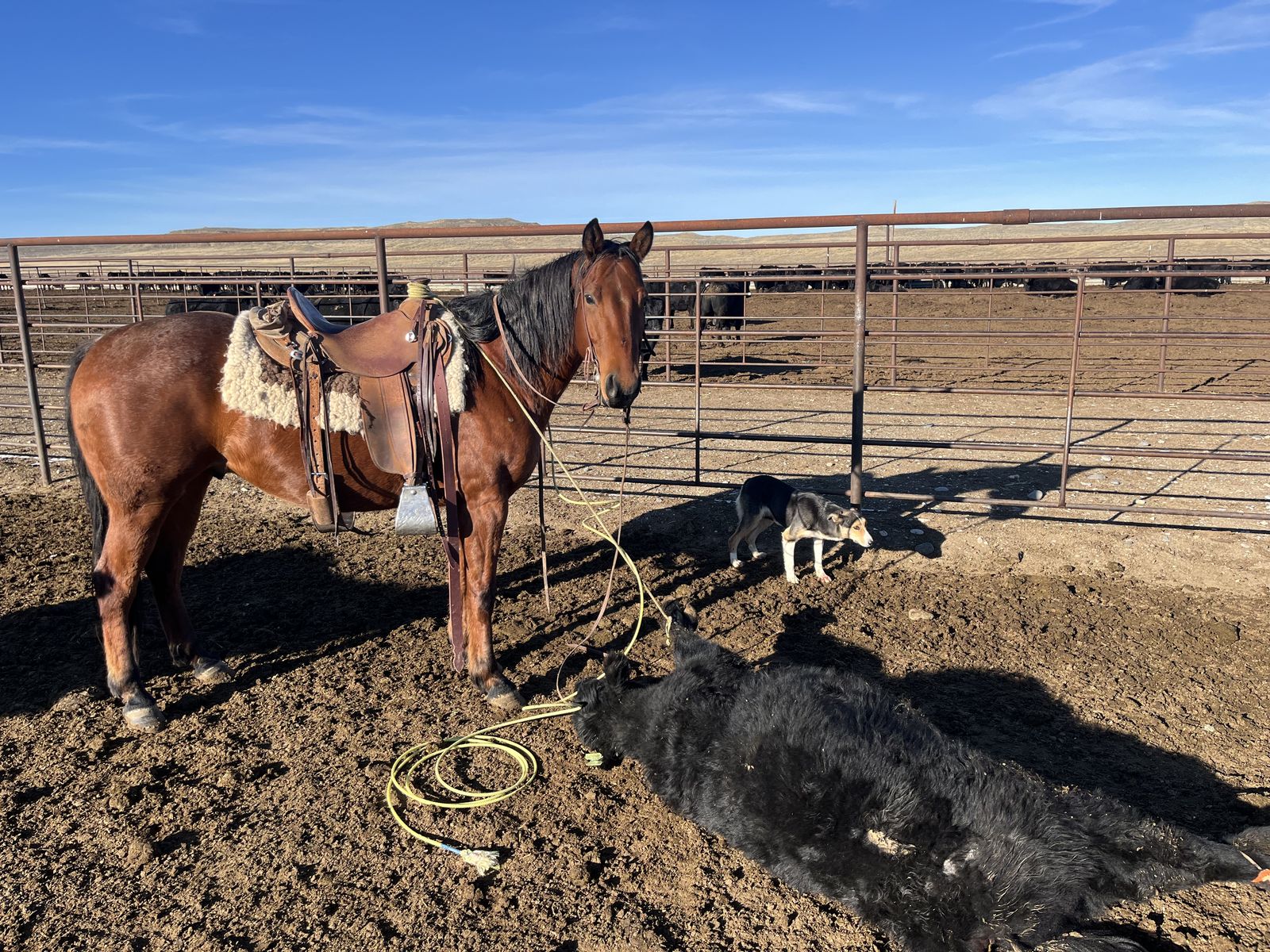 2020 Aqha Bay Roan Gelding