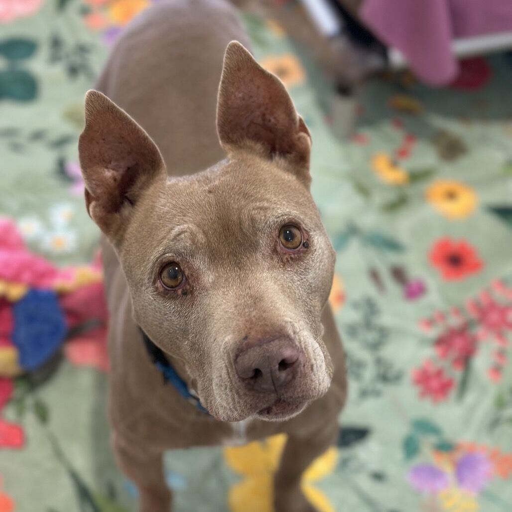 Hello my name is Lola