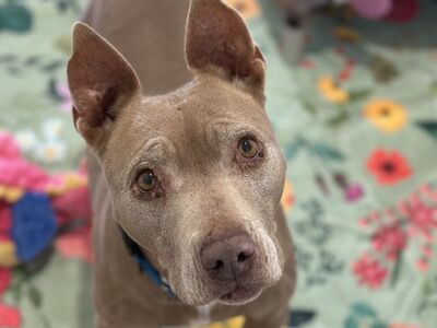 Hello my name is Lola