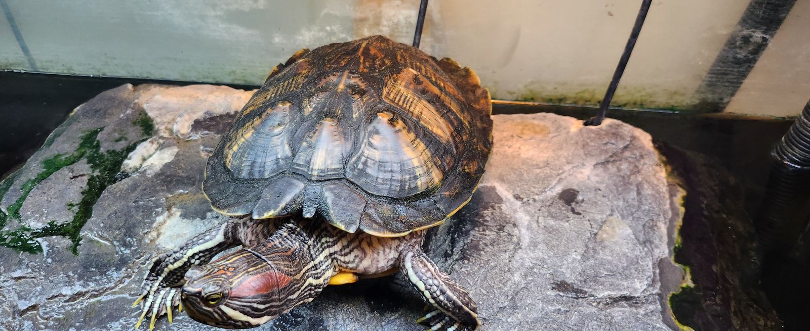 Red eared slier turtle with all accesories.