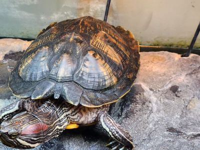 Red eared slier turtle with all accesories.