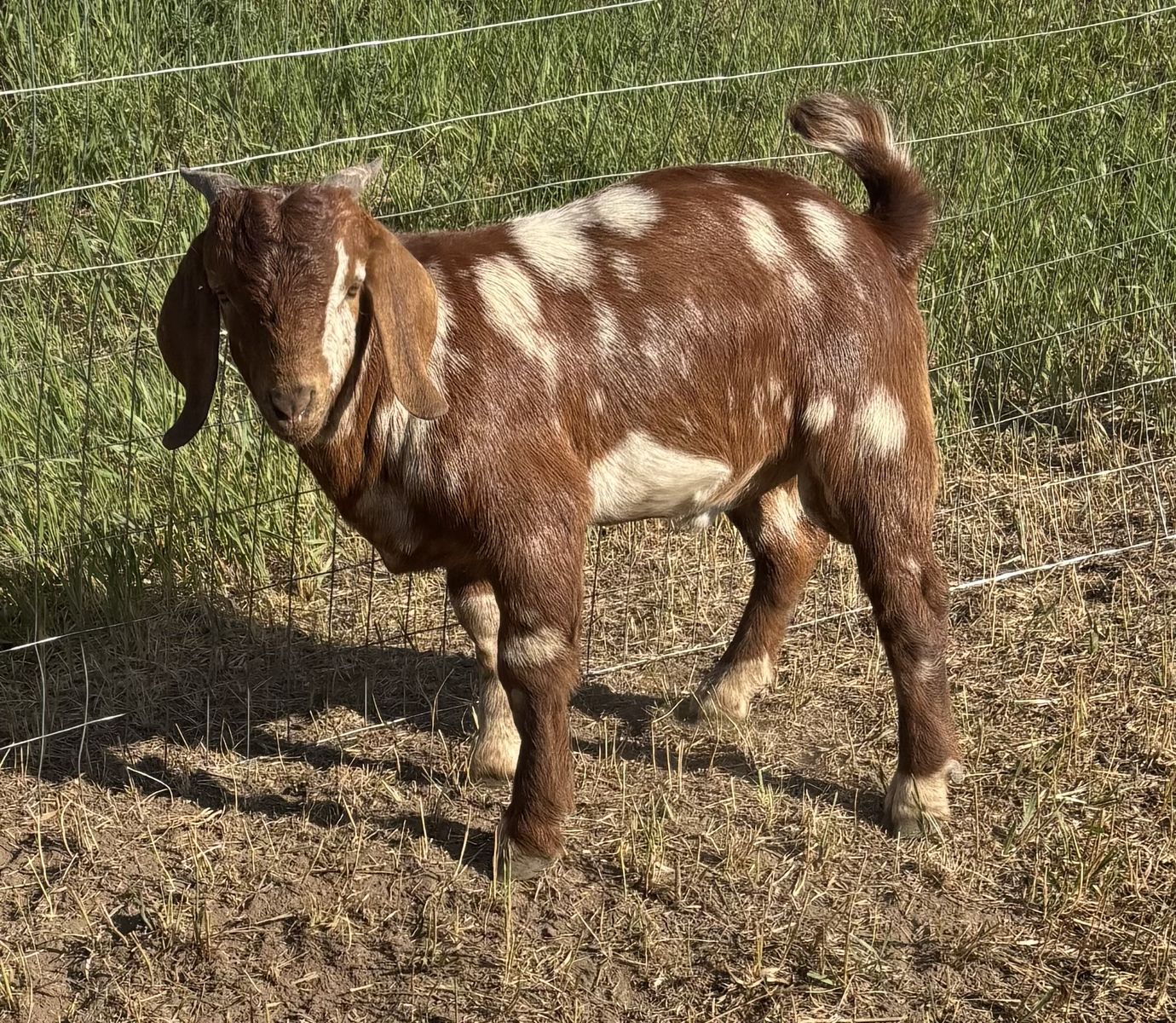Boer Bucklings
