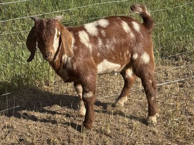 Boer Bucklings