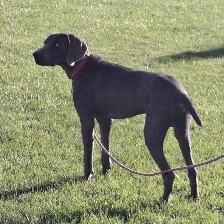 Weimaraner, stud
