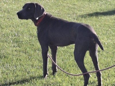 Weimaraner, stud