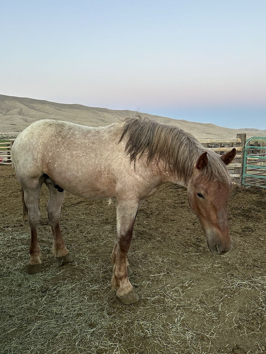 Brabant Percheron Yearling Colt