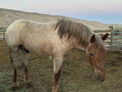 Brabant Percheron Yearling Colt