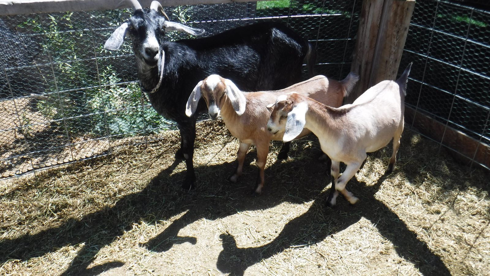 Alpine / Nubian doe in milk with or without kids