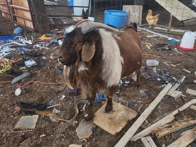 22 month Boer/Nigerian Buck