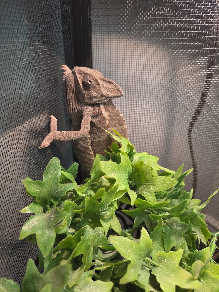 chameleon with all supplies