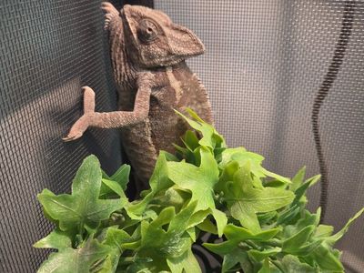 chameleon with all supplies