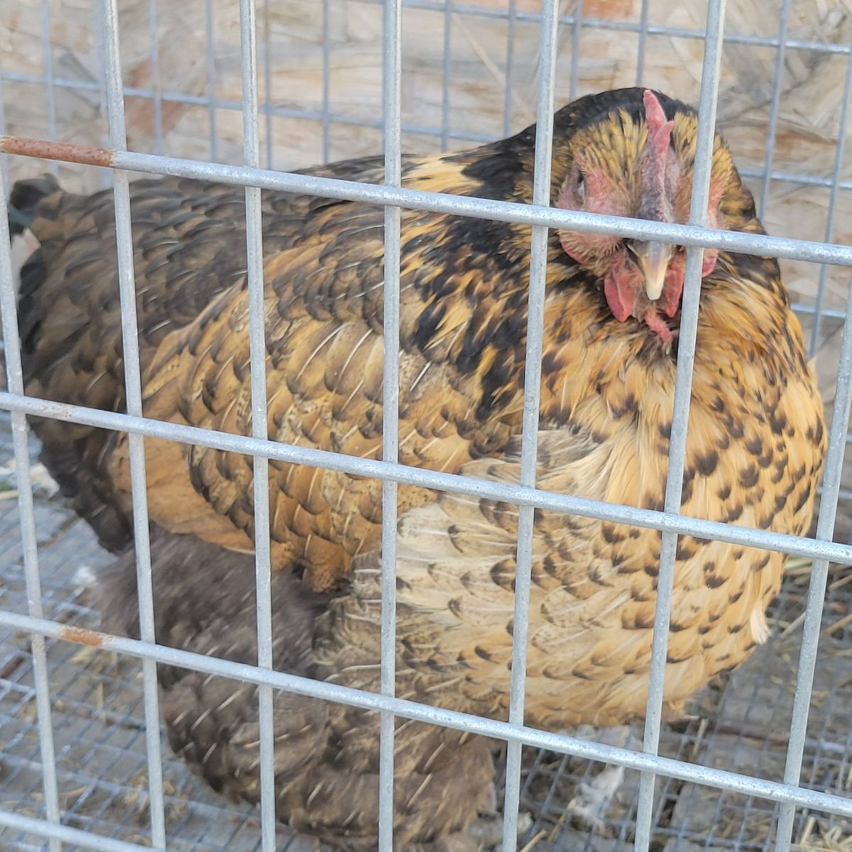 4 YO chicken/ hen