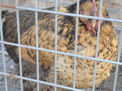 4 YO chicken/ hen