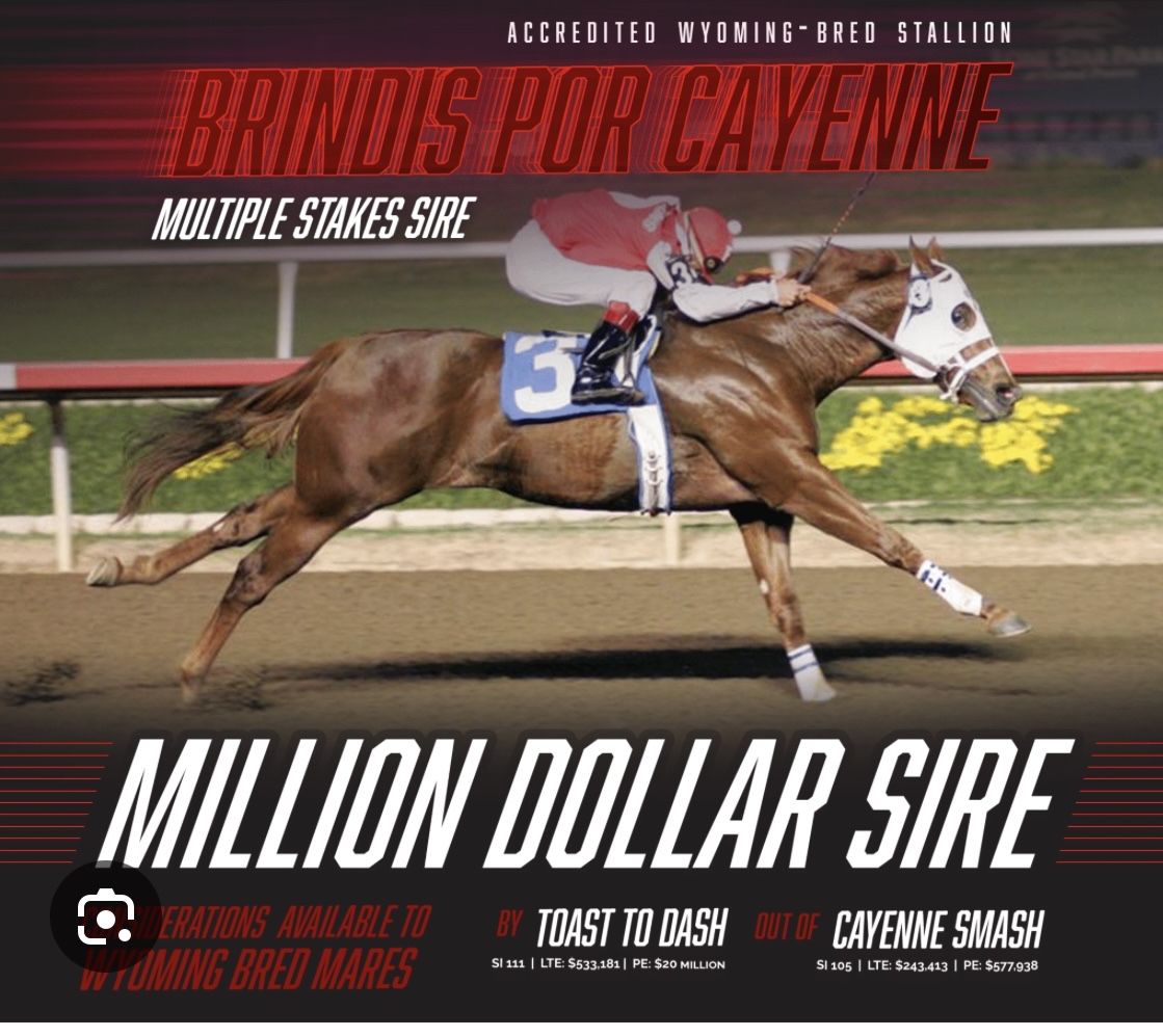 Race Stallion Rebreeds