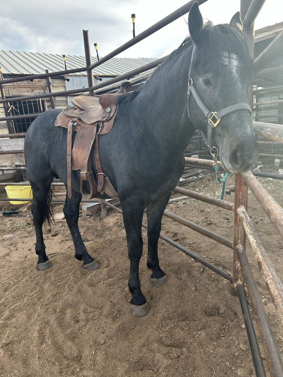 Stud colt