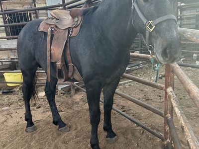 Stud colt