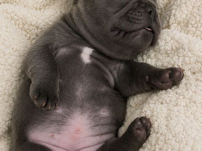 French Bulldog Puppies