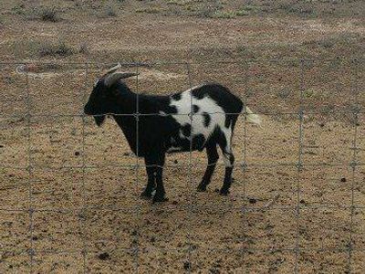 Kiko x Nigerian Dwarf Buck Goat