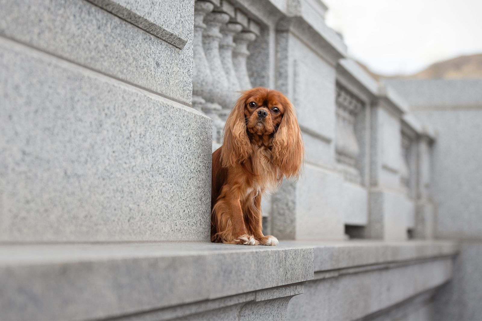 AKC Cavalier King Charles Spaniel Stud