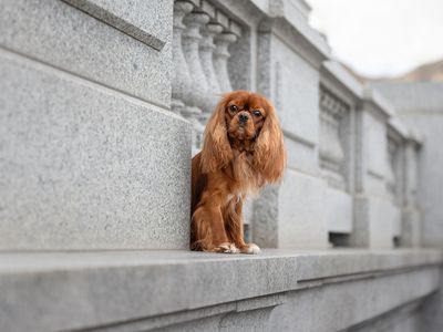 AKC Cavalier King Charles Spaniel Stud