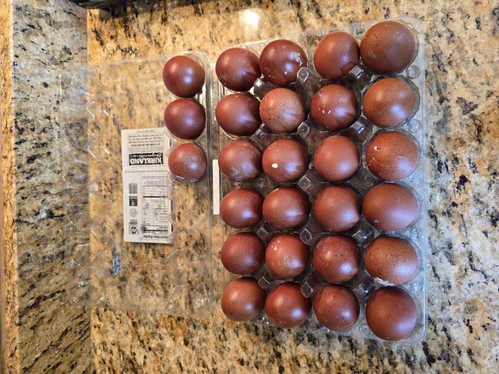 Clearanced Black Copper Maran 27 Hatching Eggs