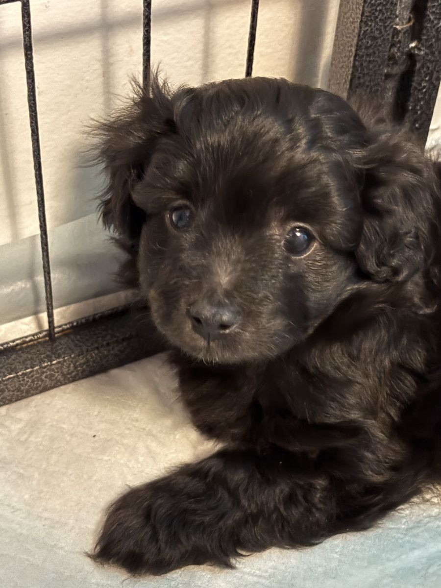 Mini poodle Pomeranian puppies
