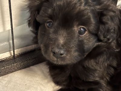 Mini poodle Pomeranian puppies