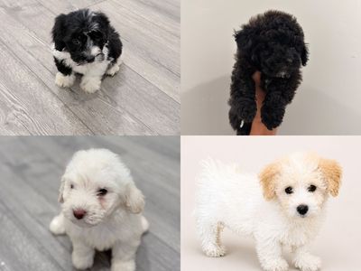 F1 Maltipoo Puppies Hypoallergenic | Family Raised Mini/Toy