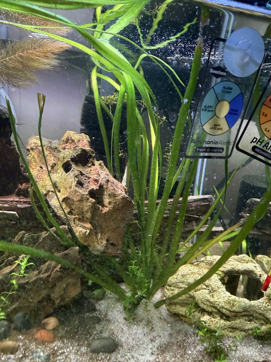 Mixed Bag of Aquatic Plants