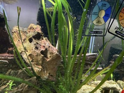 Mixed Bag of Aquatic Plants