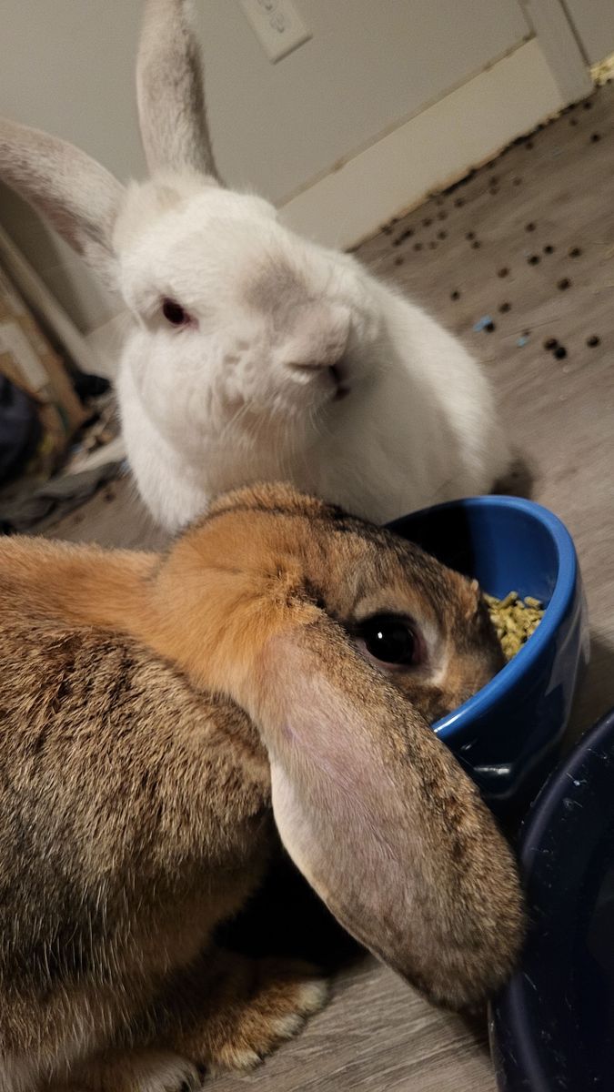 pair of bunnies