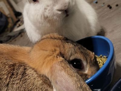 pair of bunnies