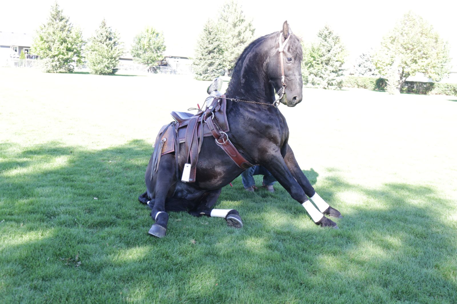 Friesian Sport  Stallion