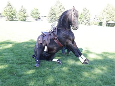 Friesian Sport Stallion