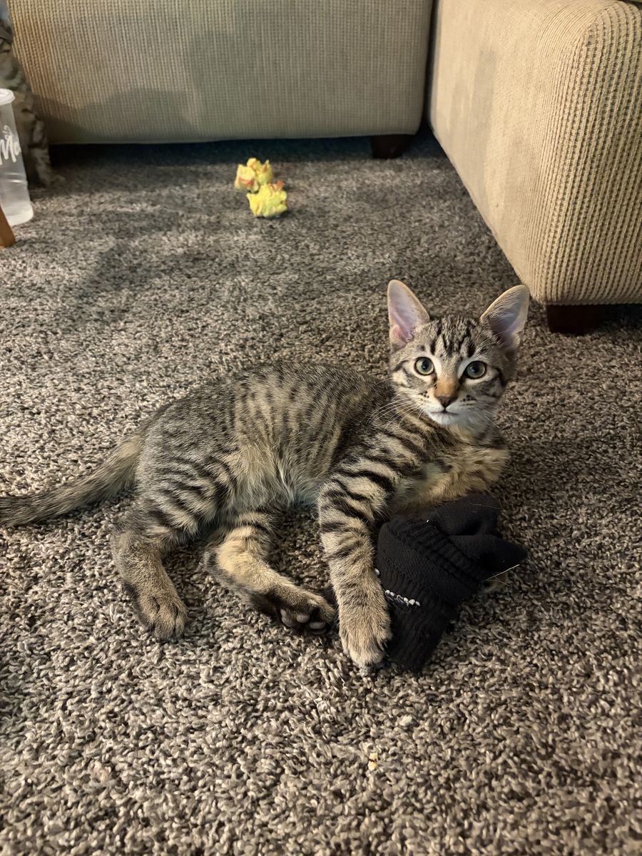 Tabby Kitten Looking for a Loving Home