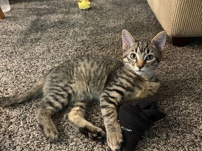 Tabby Kitten Looking for a Loving Home