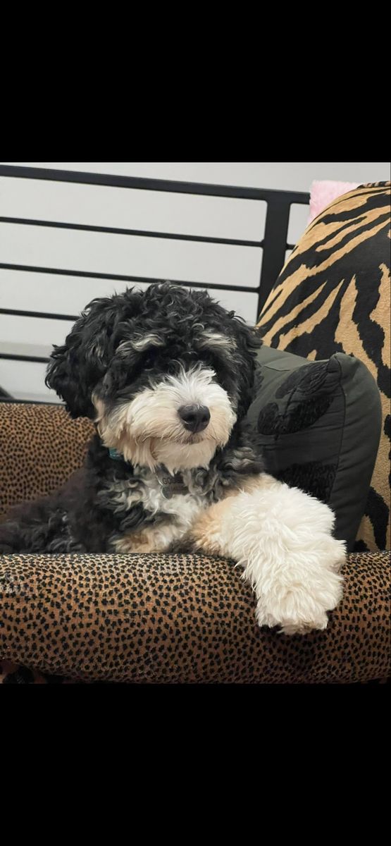 Mini bernedoodle stud