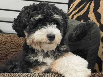 Mini bernedoodle stud