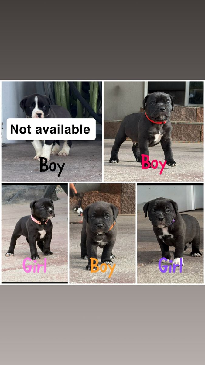 Bully puppies!!!