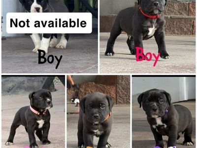 Bully puppies!!!