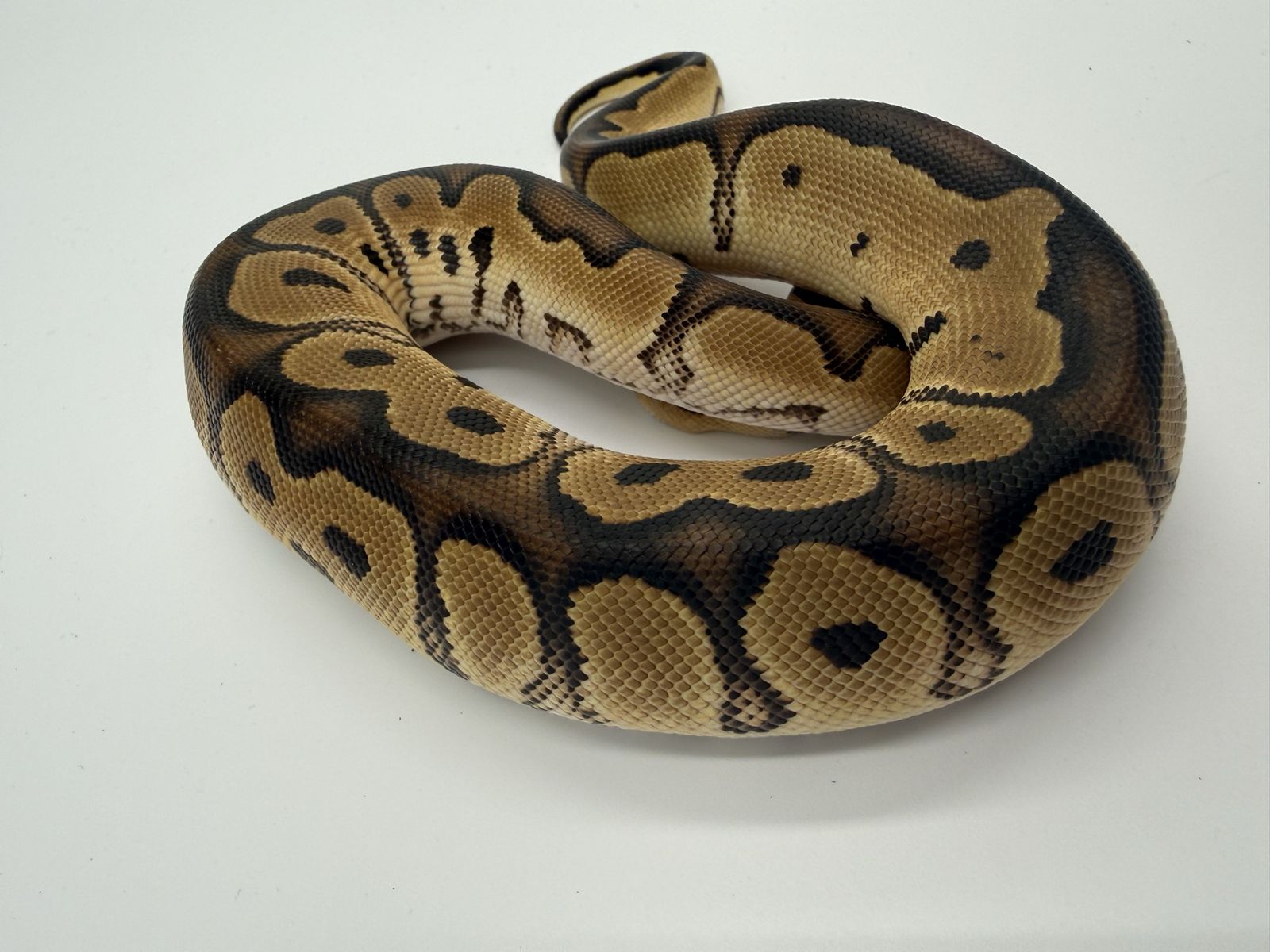Female: Fire Clown 50% Het Pied
