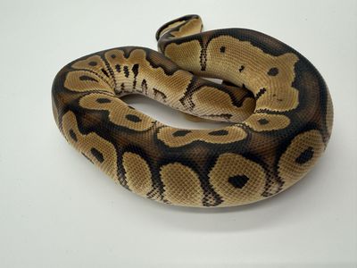 Female: Fire Clown 50% Het Pied