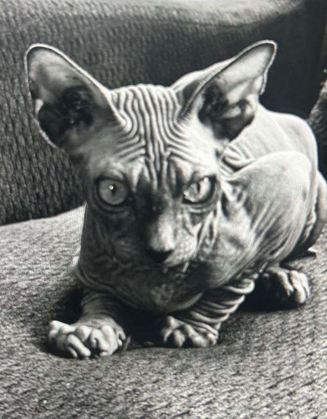 Sphynx Hairless Cat Grey