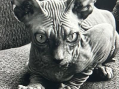 Sphynx Hairless Cat Grey
