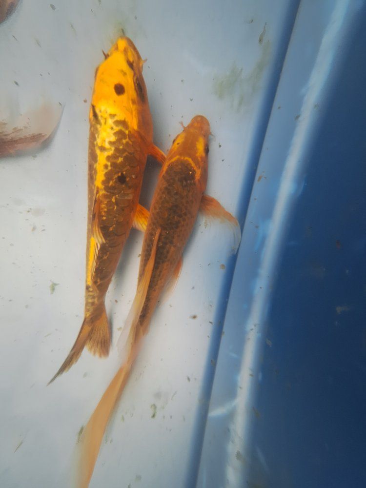 3 Koi Fish - Various Sizes & Colors for your Pond.