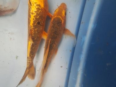 3 Koi Fish - Various Sizes & Colors for your Pond.